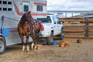 Read more about the article Shopping for a Horse Trailer