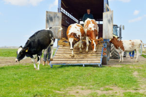 You are currently viewing Top 5 Tips for Maintaining Livestock Trailers